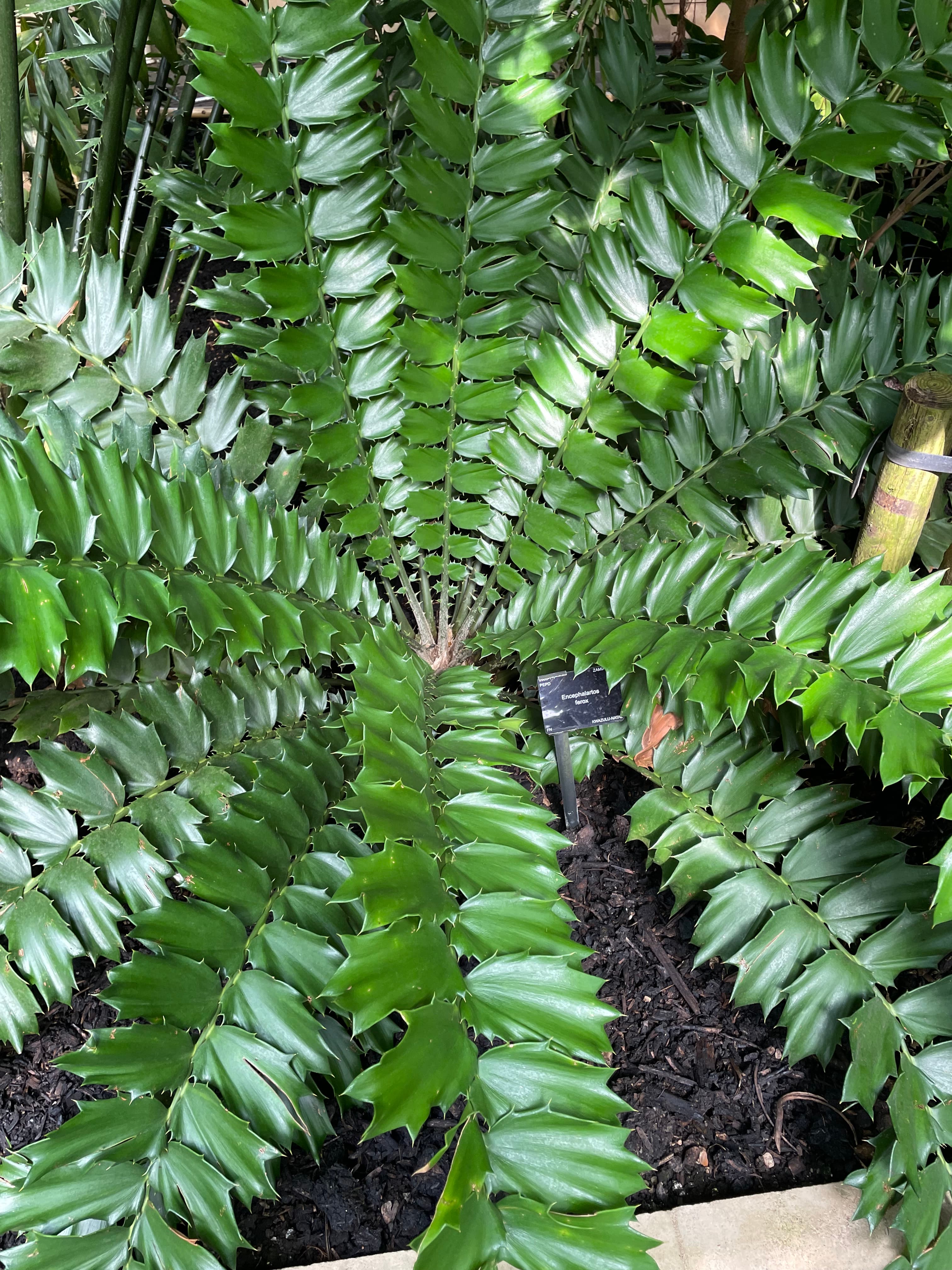 Cover Image for Kew Gardens